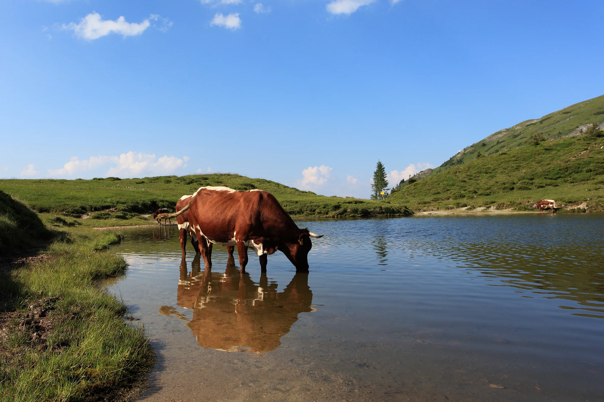 Pferde am Bergsee